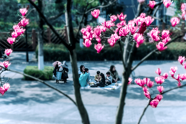 重庆市九龙坡区半山公园春光秀