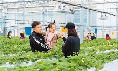 盐都区农旅融合、大力发展“生态农业+乡村旅游”