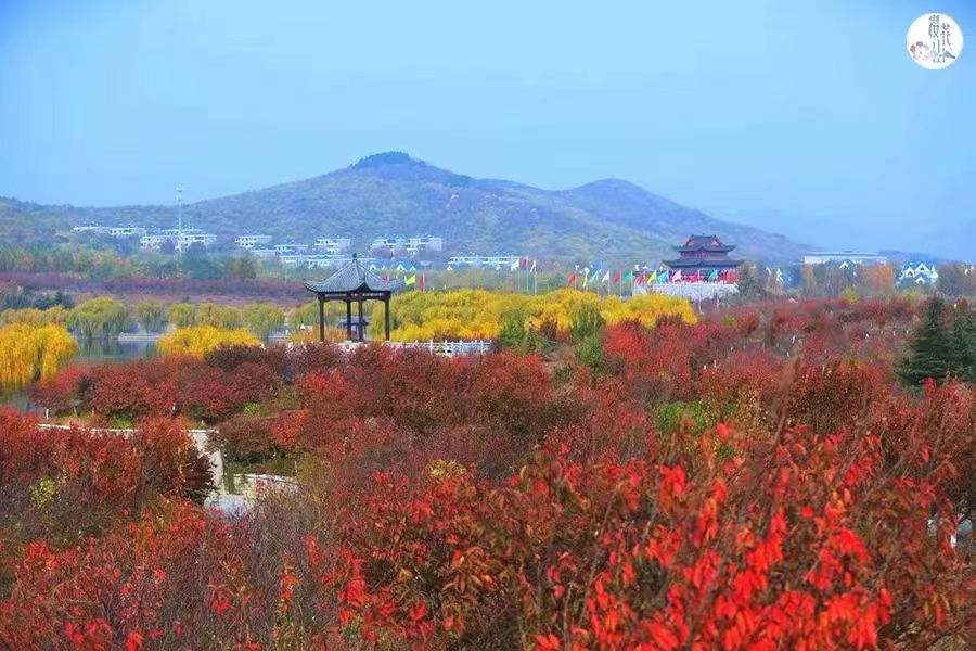 荒山着墨美如画 君伴樱花舞翩跹——记2020-2021绿色中国年度人物颜景江