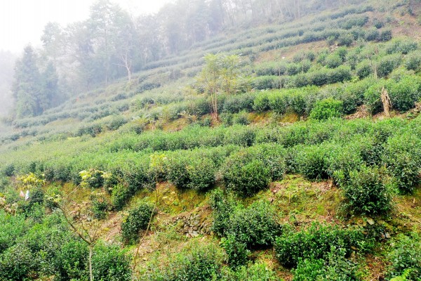 conew_茶叶.jpg