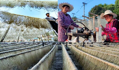 浙江嵊州：番薯面成了当地村民的“致富面”