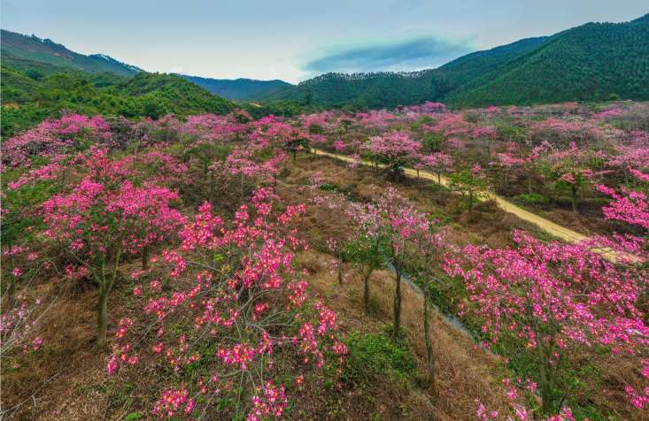 江门鹤山市:异木棉花盛开 成冬日里的一抹亮色
