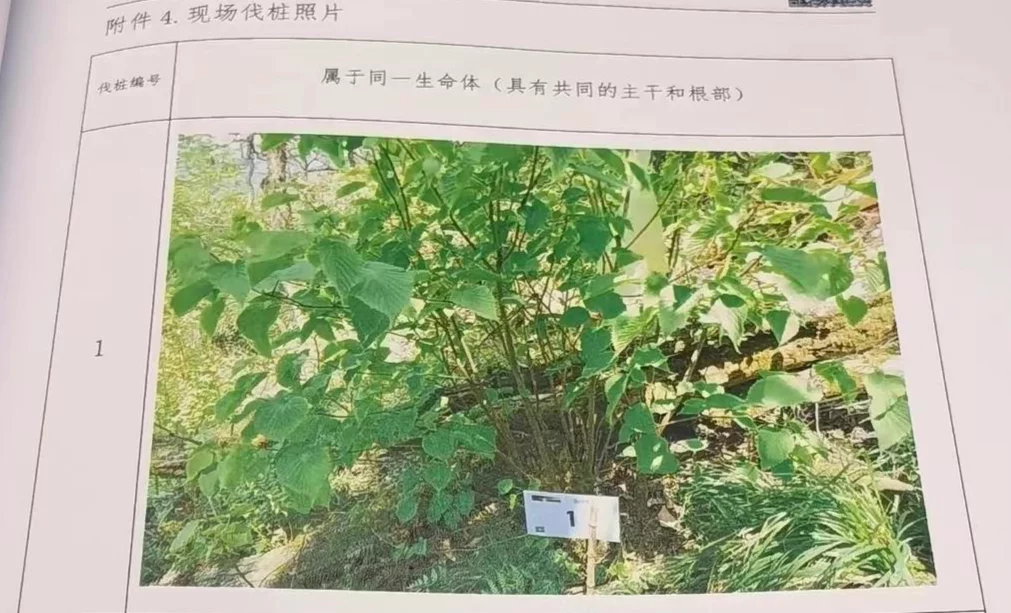 砍伐珙桐40株，被判认购碳汇1.5万吨