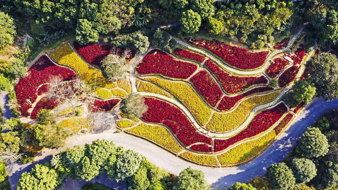 读图！大雪时节，广西南宁市鲜花绽放，成为冬季里一道靓丽风景