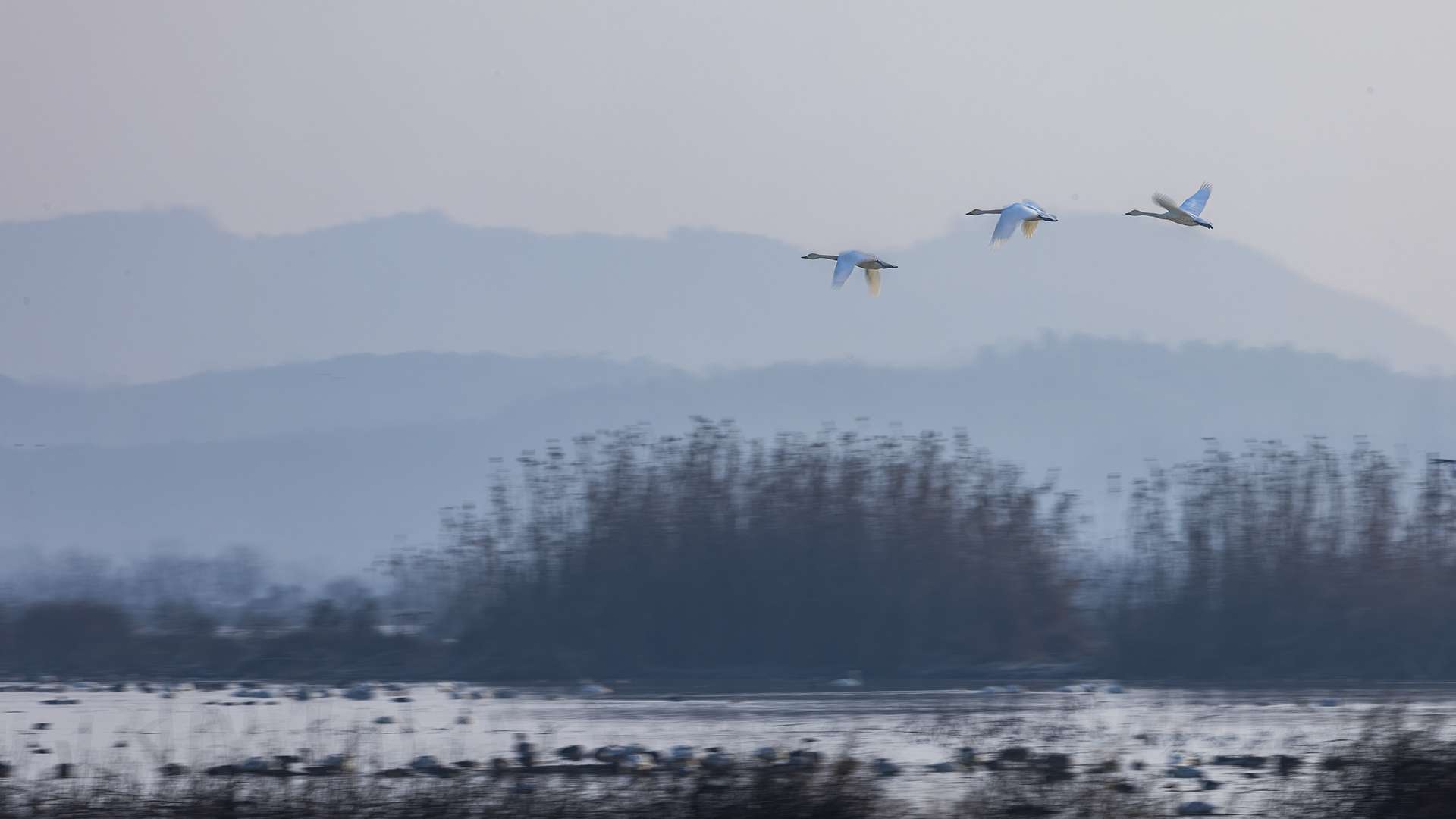 山水之间飞来了几只天鹅