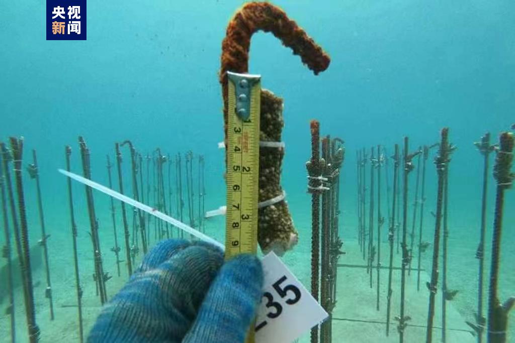 养护海洋建设海洋牧场 海南分界洲岛海域投放复合生物礁