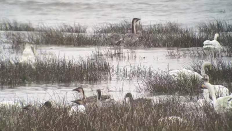 世界湿地日 | 福州：公众走进湿地观鸟识鸟