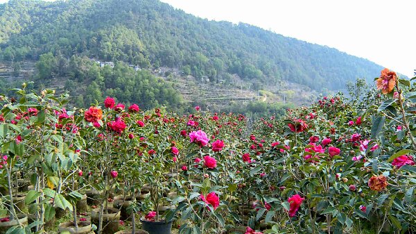 凤庆县举办“十里山茶•滇红凤庆”茶花节 景区游客流量持续上升