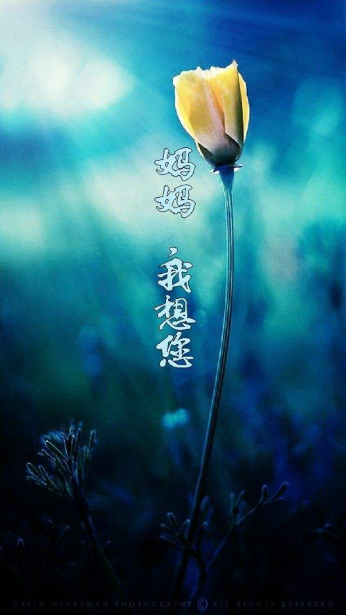 妈妈一一我想您！（乔松）