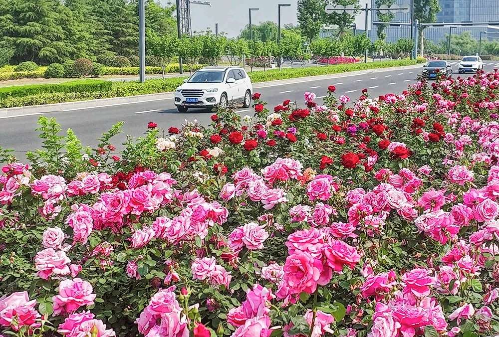 花园城市