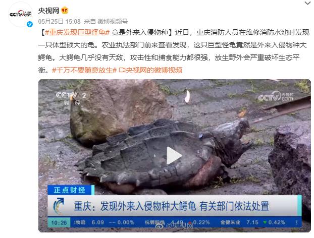 重庆发现巨型怪龟：外来入侵物种大鳄龟 几乎没有天敌