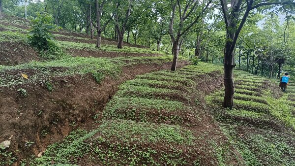 诗礼乡河平村盘活土地资源 点燃乡村经济发展新动力 探索土地流转集约经营新路子有成效