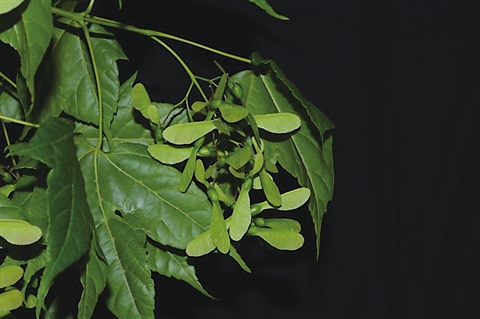 苏州发现江苏省植物物种新记录 太湖生态岛首次发现毛脉槭