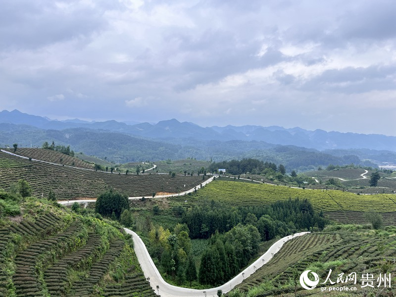 如今的凤凰山，万亩茶叶一碧千里。人民网 陈洁泉摄