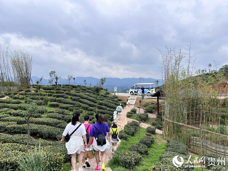 游客正在茶场内赏景。人民网 陈洁泉摄