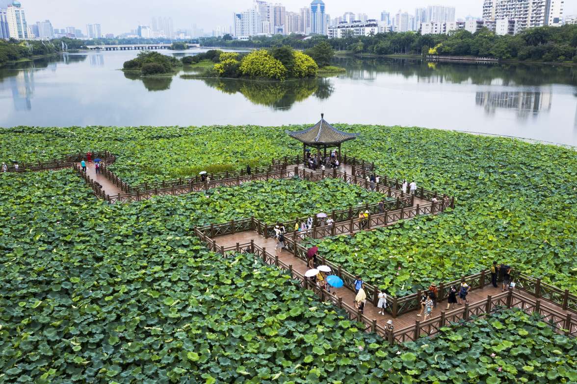 广西南宁：荷花绽放迎客来