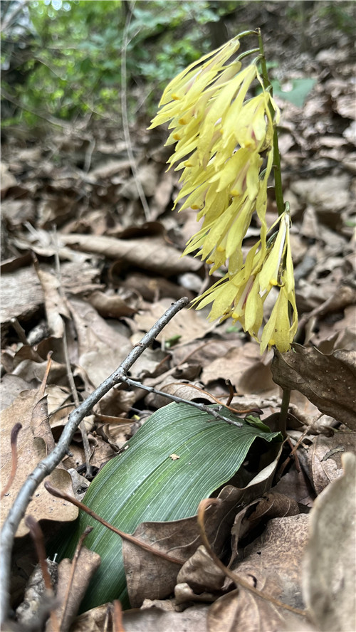 陕北首次发现国家二级保护植物杜鹃兰