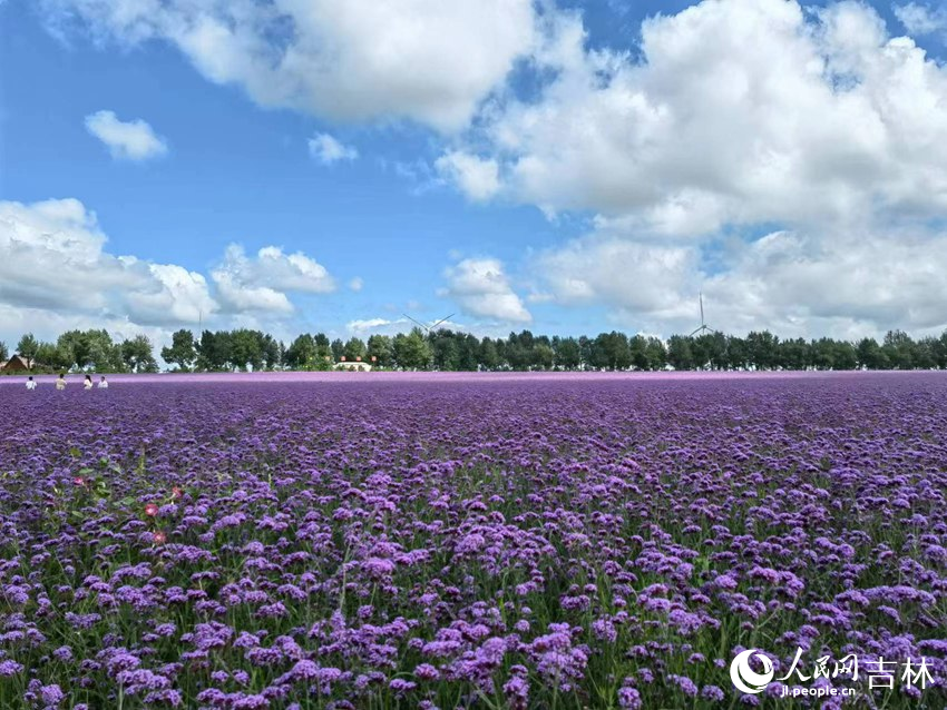 契丹岛百花园。人民网记者 马俊华摄
