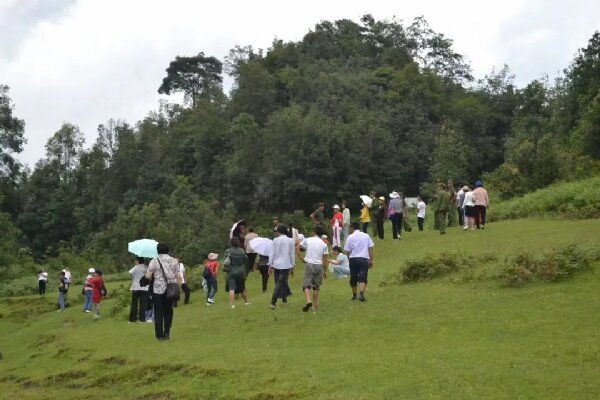 全国重点保护的四十六分之一古茶树在琼英村